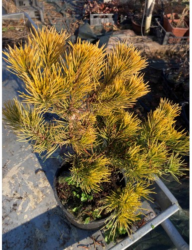 Pinus Mugus ''WINTERGOLD''