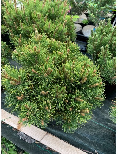 Pinus Mugus ''BREPO''
