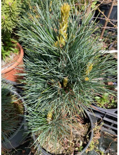 Pinus Cembra ''GLAUCA''...