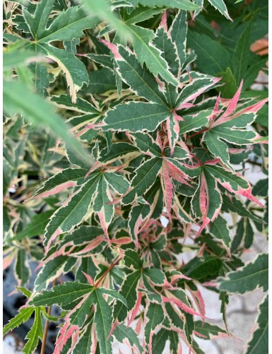Acero Palmatum ''Taylor''