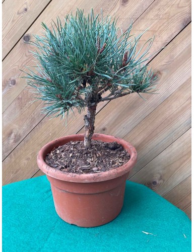 Pinus sylvestris...